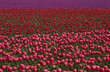 Field of Tulips