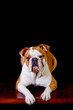English Bulldog English Bulldog