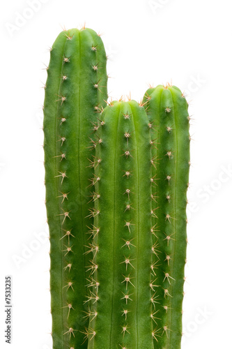 Group of San Pedro cacti (Echinopsis pachanoi)