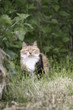 la chatte a tois couleur écaille de tortue