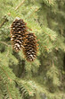 pine cones