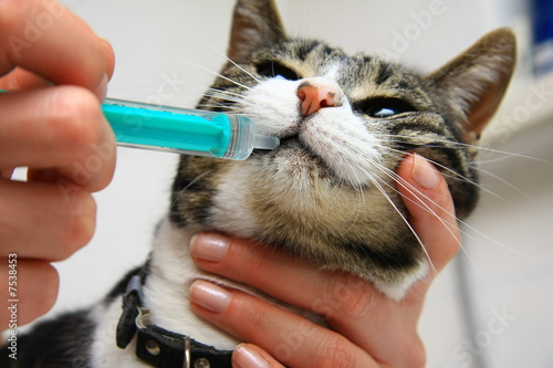 Tiermedizin