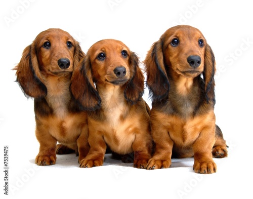 Three Longhair dachshund puppies