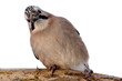 Eurasian Jay