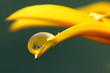 Blüte