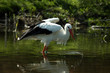 European White Stork European White Stork