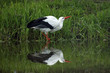 European White Stork Drinking Water