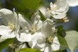 flowers and leaves of a tree