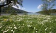 Gänseblümchen am See