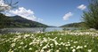 Gänseblümchen am See