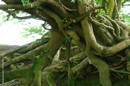 Photo: Tree Roots Tree Roots