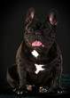 Bulldog francais noir sur noir