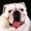 Portrait de Bulldog anglais