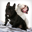 Bulldog noir et blanc