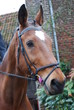 cheval