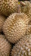 durian, fruit d'Asie