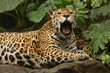 A photo of a male jaguar