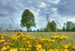 Sommerwiese mit Baum