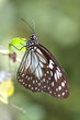 Butterfly in Bohol