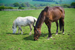Horses Horses