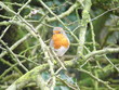 Lone Robin