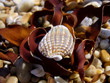 seashell