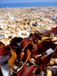 seaweed