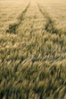 wheat field