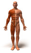 Anatomie et systeme musculaire