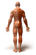 Anatomie et systeme musculaire