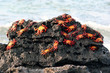 Sally Lightfoot Crabs, Galapagos