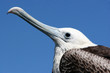 Frigate, Galapagos