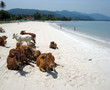 Cows on a Malaysian beach Cows on a Malaysian beach