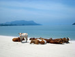 Cows on a Malaysian beach Cows on a Malaysian beach