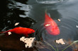 Goldfische