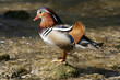 Colorful duck