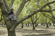 Tree Climber