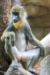 Photo: Monkey Monkey