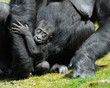 a cute baby gorilla