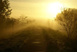 Morning walk