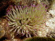 Foto: Tauchen Karibik Curacao 2008/2 Tauchen Karibik Curacao 2008/2