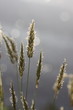 herbes sauvages