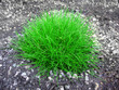 herbes