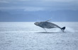 Whale breach