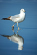 Gull on the Beach