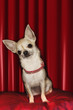 Chihuahua on Red Pillow