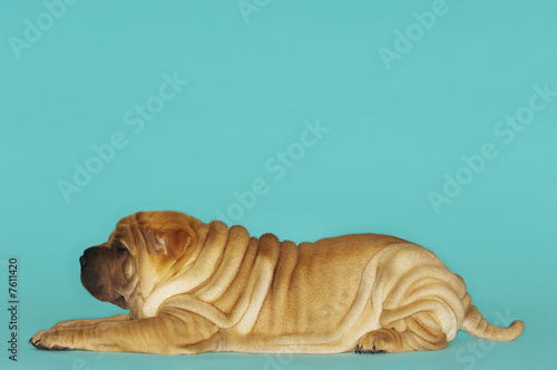 Foto: Shar-pei Shar-pei