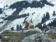 un bouquetin en montagne