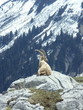 un bouquetin en montagne