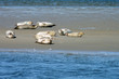 Seehunde an der Nordsee
